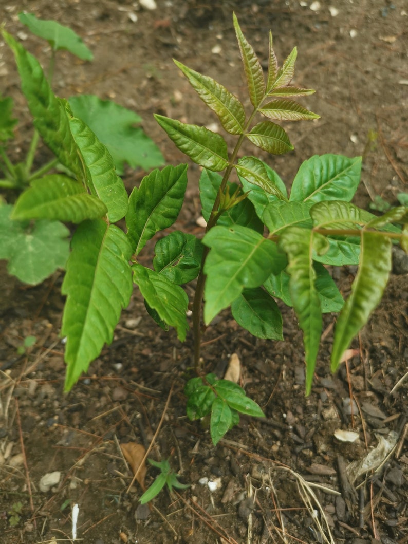 1 Chinese toon treesToona sinensis香椿, 红油香椿树Chinese Toona Tree, Toona sinensisedible leaves, 6-10inches image 8