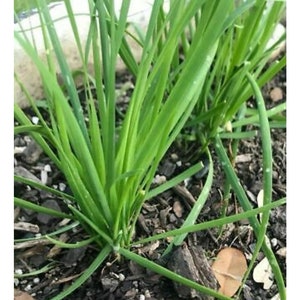 5 Bare Roots of Fresh Garlic Chives, Chinese Garlic Chives, Leek Allium Herbs - Not Seeds, 新鲜的韭菜根, 韭菜繁殖, Free Shipping, Ready to Plant