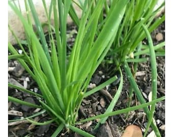 60 Bare Roots of Fresh Garlic Chives, Chinese Garlic Chives, Leek Allium Herbs - Not Seeds, 新鲜的韭菜根, 韭菜繁殖, Free Shipping, Ready to Plant