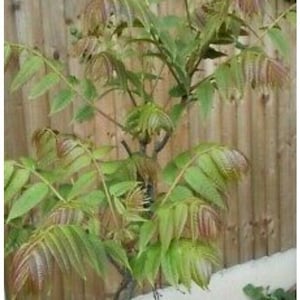 1 Chinese toon treesToona sinensis香椿, 红油香椿树Chinese Toona Tree, Toona sinensisedible leaves, 6-10inches image 4