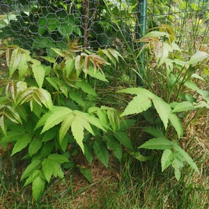 1 Chinese toon treesToona sinensis香椿, 红油香椿树Chinese Toona Tree, Toona sinensisedible leaves, 6-10inches image 6