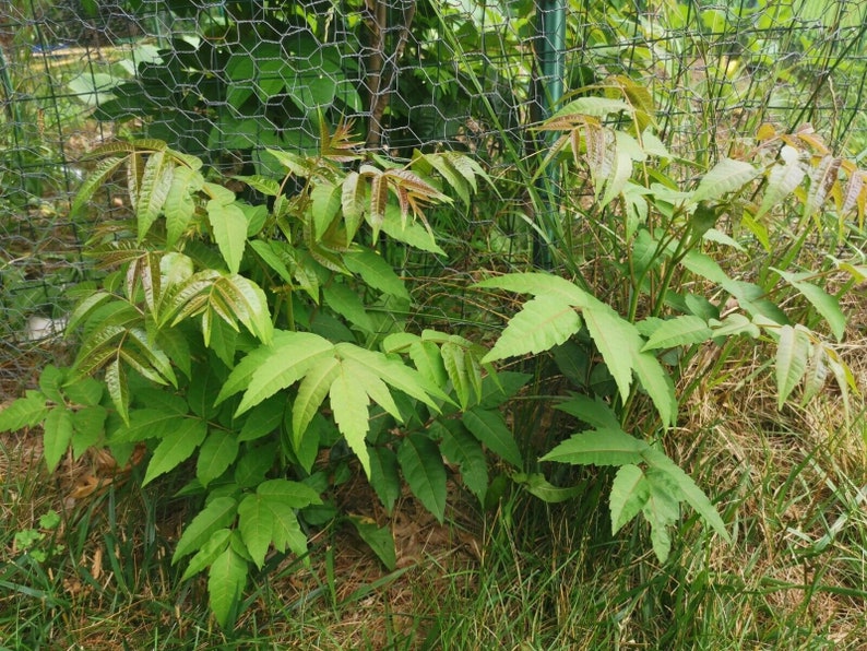 1 Chinese toon treesToona sinensis香椿, 红油香椿树Chinese Toona Tree, Toona sinensisedible leaves, 6-10inches image 6