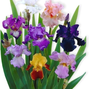 Peut inclure: Un assortiment de fleurs d'iris colorées, aux teintes variées : blanc, rose, violet, jaune et bleu foncé. Les fleurs présentent des pétales froncés et sont entourées de longues feuilles vertes. L'image met en valeur les couleurs et les textures diverses de l'iris.