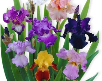 Rizomas de iris barbado mixtos: colores surtidos, fáciles de cultivar.