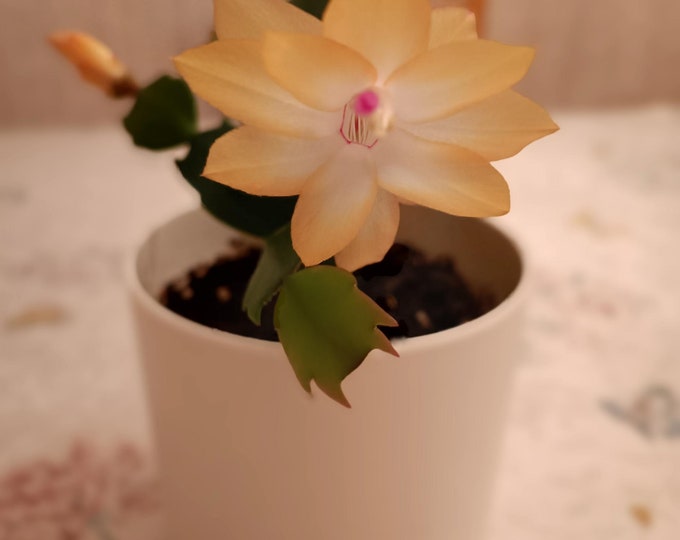 Rare Yellow Christmas Cactus Plant Zygocactus , 1 Cutting Etsy