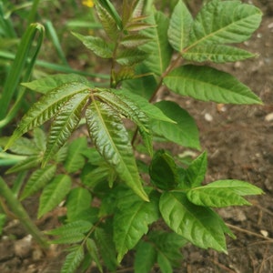 1 Chinese toon treesToona sinensis香椿, 红油香椿树Chinese Toona Tree, Toona sinensisedible leaves, 6-10inches image 7