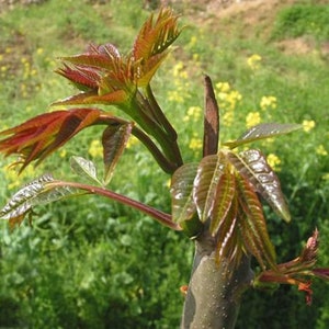 1 Chinese toon trees，Toona sinensis香椿, （ 红油香椿树Chinese Toona Tree, Toona sinensis）edible leaves, 6-10inches