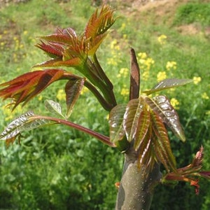 1X Chinese toon trees ( about 6 inches)，Toona sinensis香椿, （ 红油香椿树Chinese Toona Tree, Toona sinensis）edible leaves.