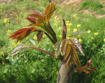 1 arbre toon chinois (Toona sinensis), Arbre Toona chinois, Toona sinensis, feuilles comestibles, 6-10 pouces