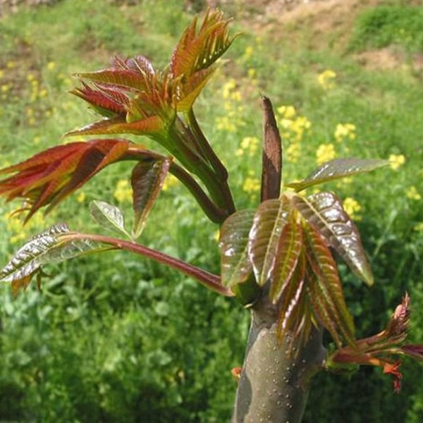 1 Chinese toon trees，Toona sinensis香椿, （ 红油香椿树Chinese Toona Tree, Toona sinensis）edible leaves, 6-10inches