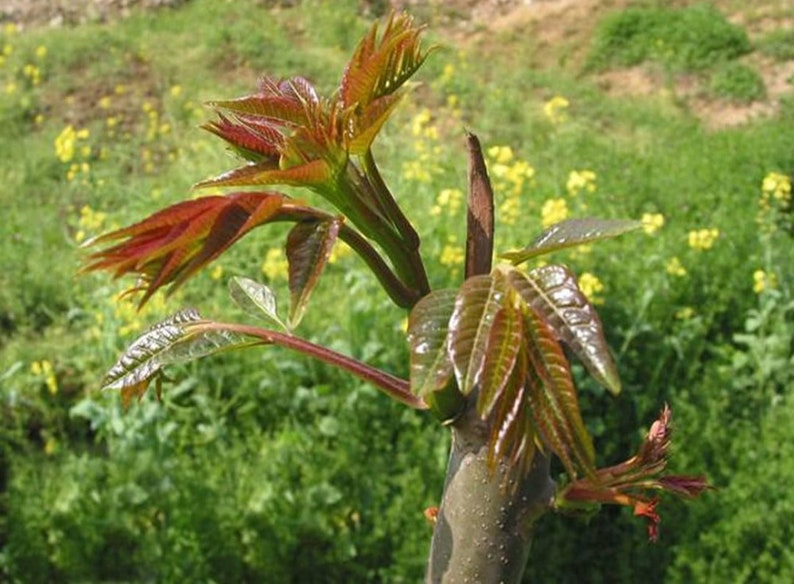 1 Chinese toon treesToona sinensis香椿, 红油香椿树Chinese Toona Tree, Toona sinensisedible leaves, 6-10inches image 1