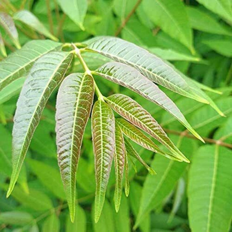 1 Chinese toon treesToona sinensis香椿, 红油香椿树Chinese Toona Tree, Toona sinensisedible leaves, 6-10inches image 3