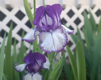 2 Beautiful Purple_White Fresh IRIS BULBS w/roots Ready to Plant, Perennial, Reblooming, Fragrant & Great for Cut Floral Arrangement