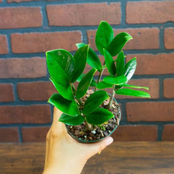 ZZ Plant with 4" inch Potted Live Houseplant | Zamioculcas Zamiifolia