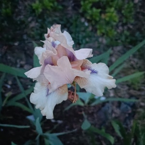 1 IRIS bulbs w/roots ready to plant, Concertina Tall Bearded, Award-Winning, Rear, Grows Year After Year, Great for Cut Floral Arrangements