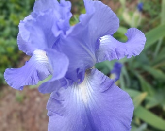 2 Light Blue white_beard Fresh IRIS BULBS w/roots Ready to Plant, Perennial, Reblooming, Fragrant & Great for Cut Floral Arrangement