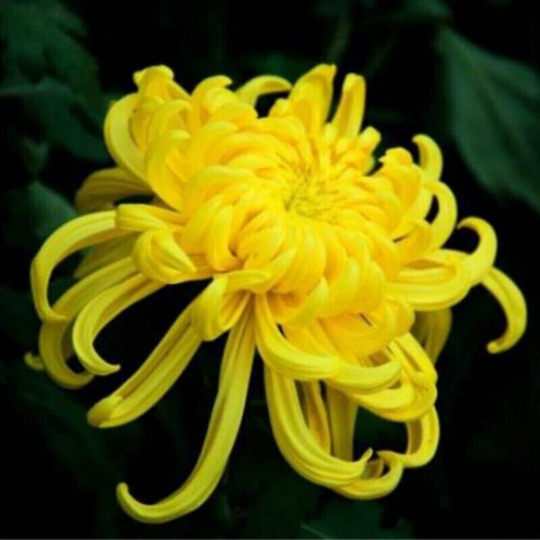 Pretty Rare Yellow Chrysanthemum Flower Seeds, Garden Home Flowers