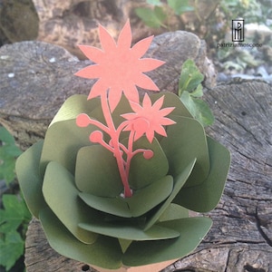 Echeveria cactus