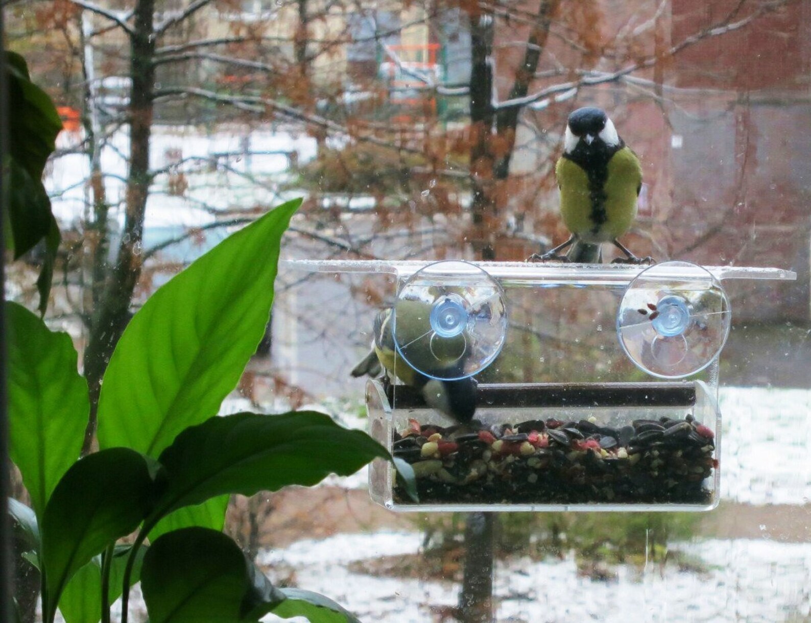 Bird feeder window with suction cups Soothing Nature Bird Etsy