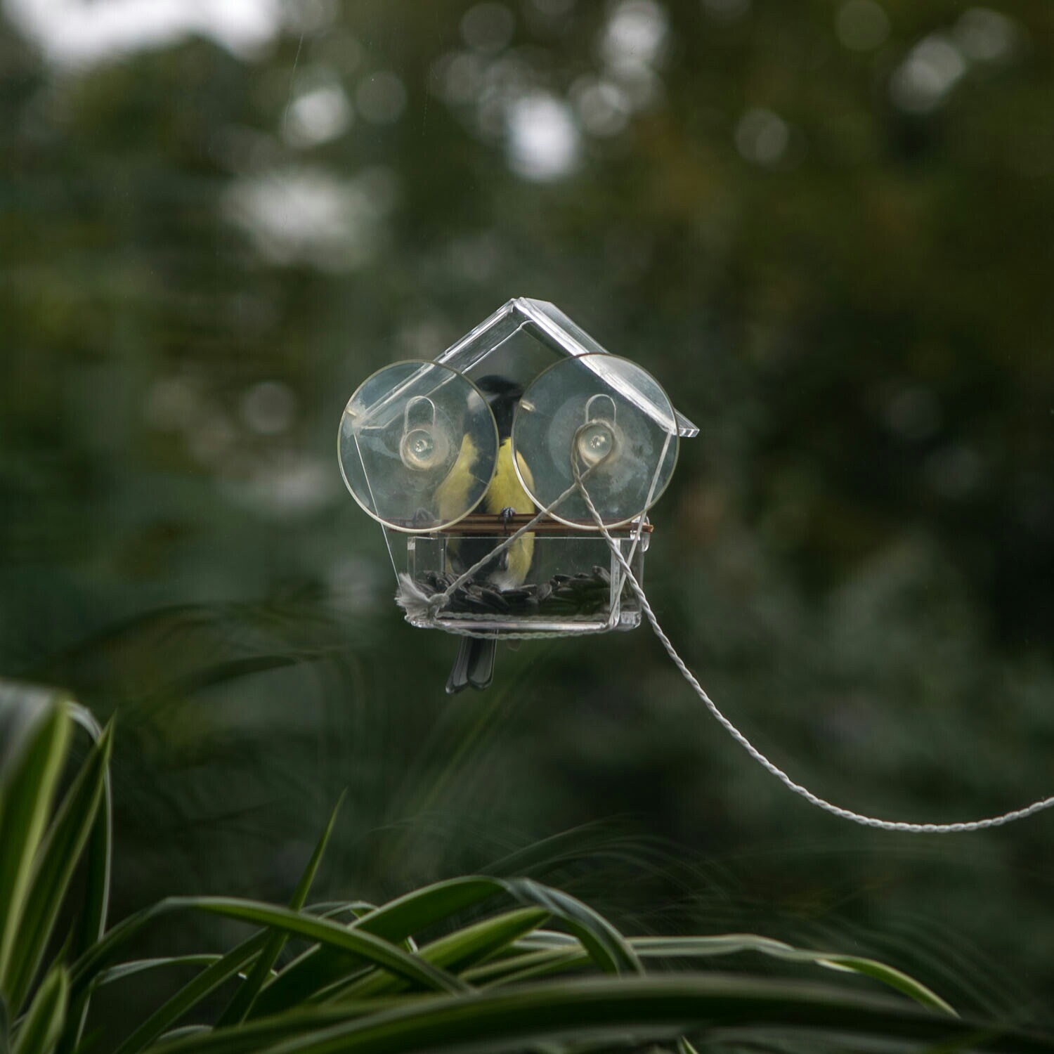 Clear Acrylic Bird Feeder Window Decoration Mount Charming Etsy