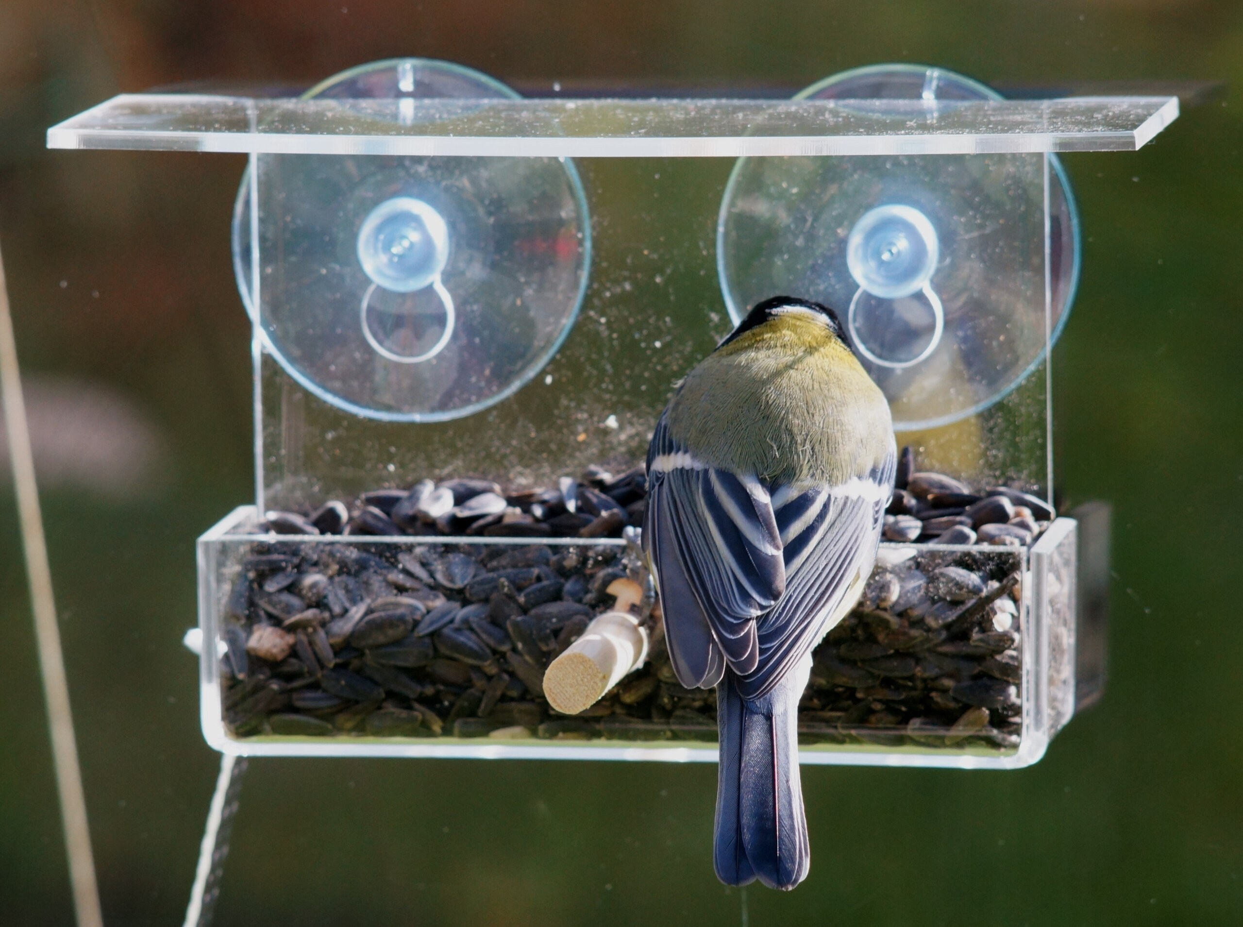 Window bird feeder for bluebird cardinal Wood perch Balcony Etsy