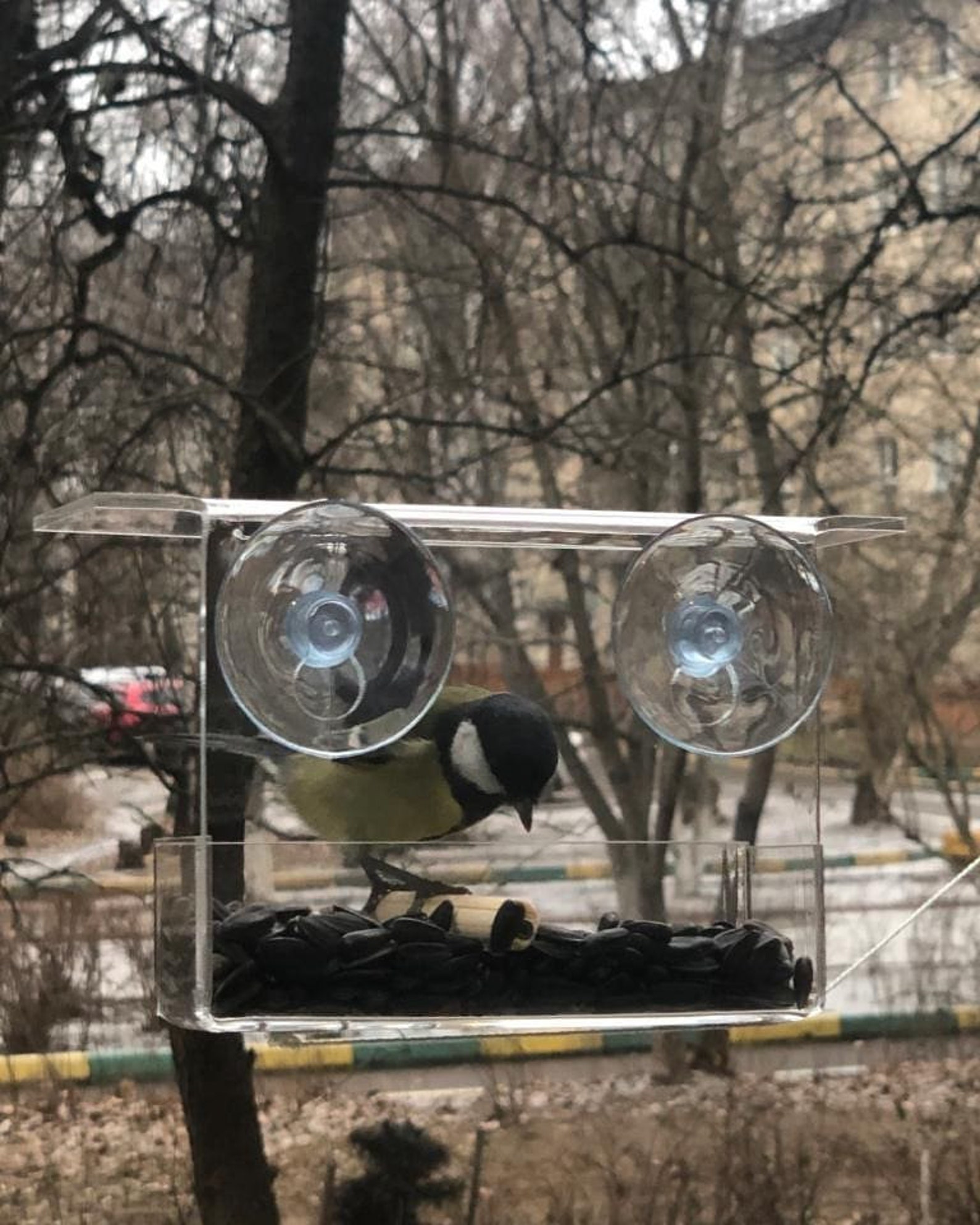 Window bird feeder for bluebird cardinal Wood perch Balcony Etsy