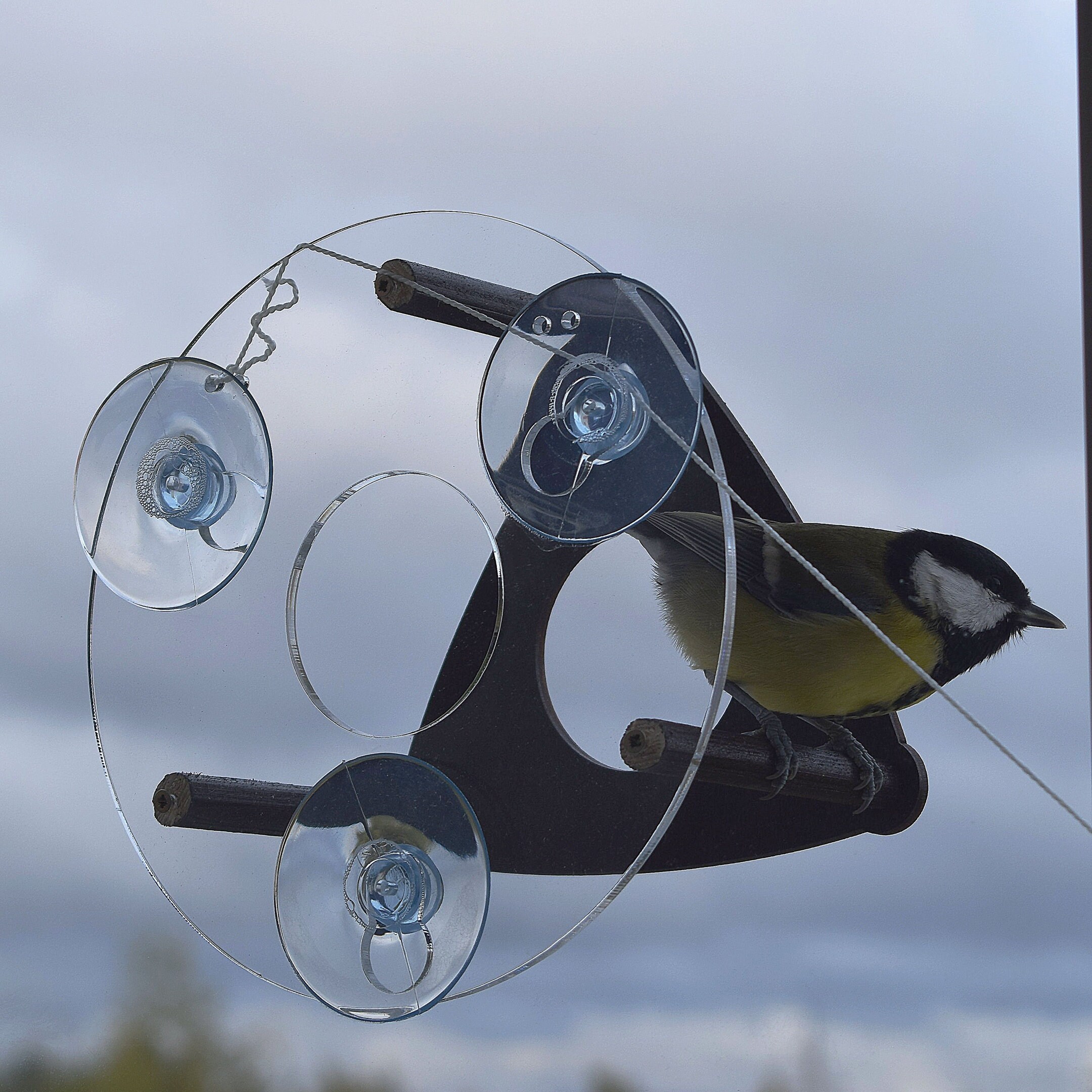 Window perch bird Etsy