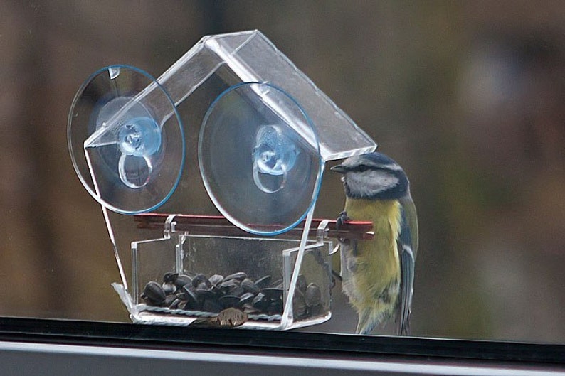 Свойства кормушки для птиц. Прозрачная кормушка. Кормушка для птиц на присосках. Стеклянная кормушка для птиц. Кормушка для птиц на окно.