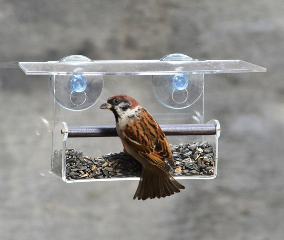 Bird Feeder Window With Suction Cups Soothing Nature Bird Etsy