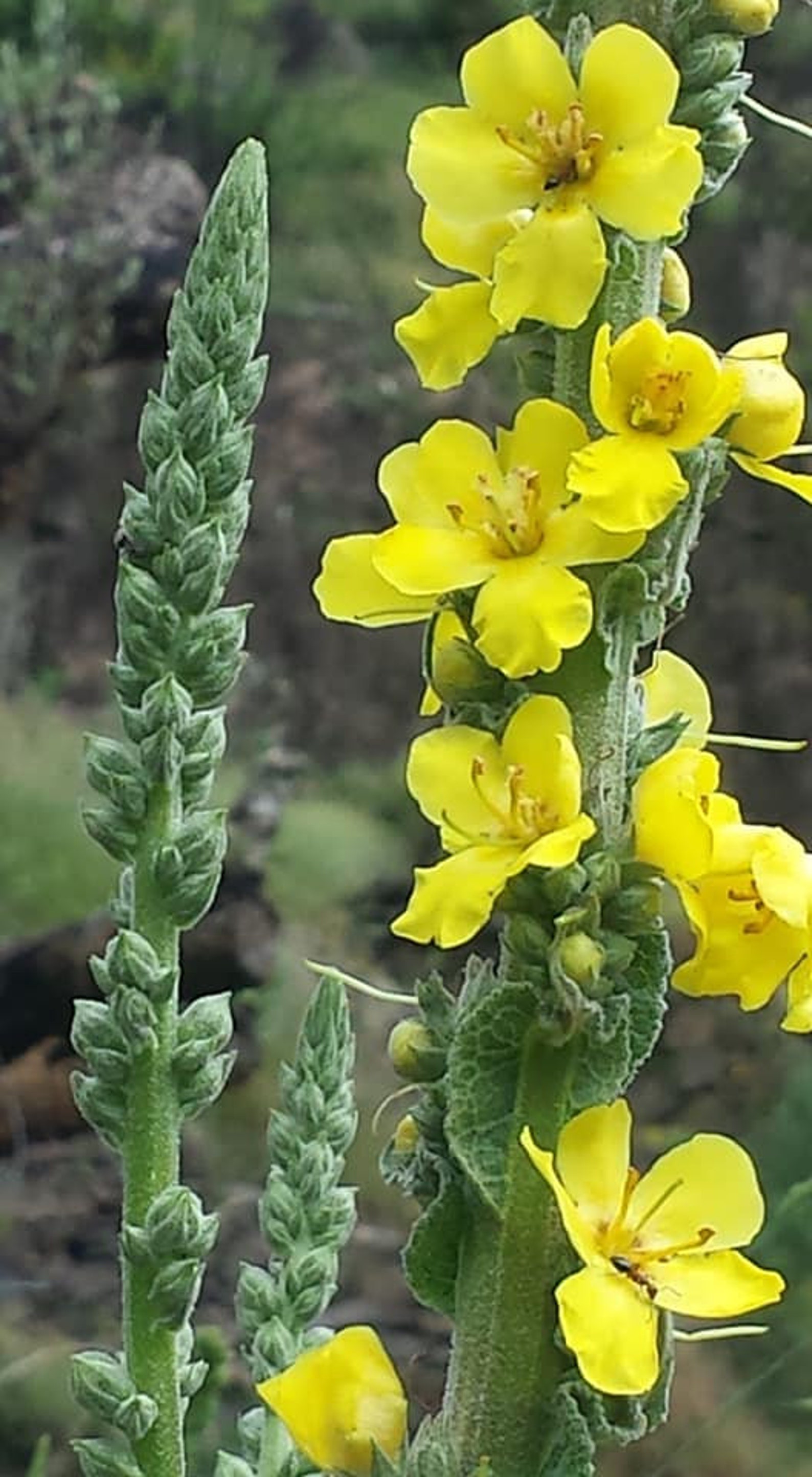 100 ORGANIC Mullein Herb Verbascum Thapsus Loose Dried Herb Etsy