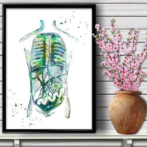 Watercolor Digestive System Stomach Anatomy Art Human - Etsy