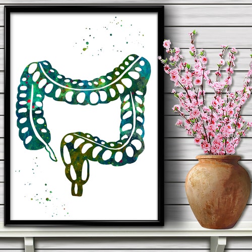 Watercolor Digestive System Stomach Anatomy Art Human - Etsy