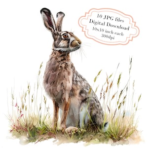 Hare i hög gräsäng JPG Clipart-paket - Digital nedladdning