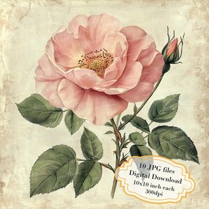 Vintage Botanical Roses Aged Paper Clipart Bundle- 10 High Quality Watercolor JPGs- Crafting, Journaling, Scrapbook Supply, Digital Download