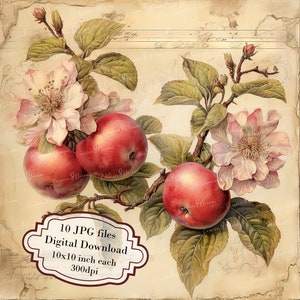 Pacote de clipart de galhos de maçã Shabby Chic - 10 JPGs em aquarela de alta qualidade - Decoupage, diário, material para scrapbook, download digital