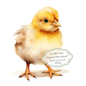 Winziges flauschiges Baby-Küken-Clipart-Bundle - 10 hochwertige Aquarell JPGs - Handwerk, Junk-Journaling, Scrapbook-Versorgung, digitaler Download