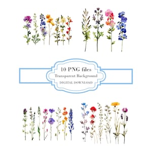 Fleurs sauvages pressées PNG Clipart Bundle - téléchargement numérique
