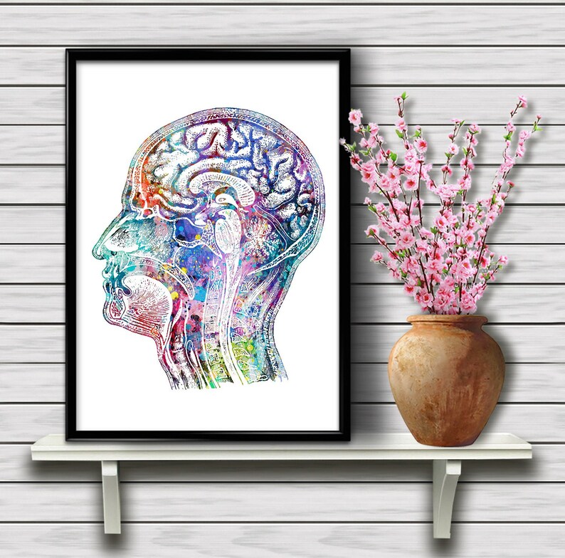 Human Head Anatomy Brain Longitudinal Section Biology Etsy
