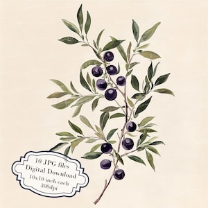 Zestaw clipartów Huckleberry Branch na starej stronie - 10 wysokiej jakości akwareli JPG - botanika, rzemiosło, dziennikarstwo, album, pobieranie cyfrowe