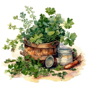 Herbes de cuisine rustiques PNG Clipart Bundle - téléchargement numérique image 4