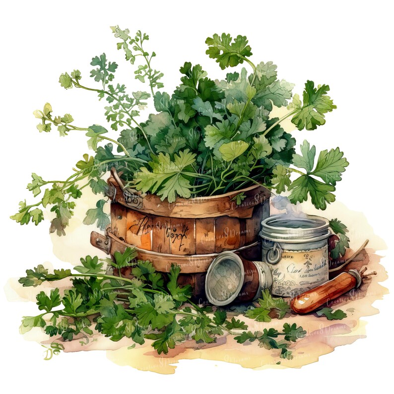 Herbes de cuisine rustiques PNG Clipart Bundle - téléchargement numérique image 4