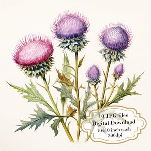 Klis bloemen clipartbundel-10 hoge kwaliteit aquarel jpg's-plant illustratie, crafting journaling, scrapbook levering, digitale download