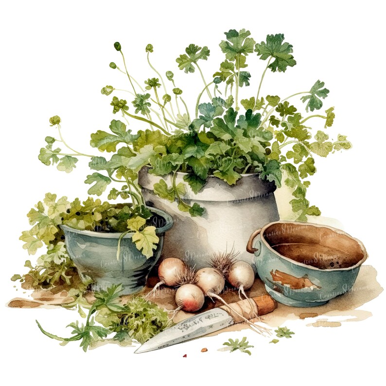 Herbes de cuisine rustiques PNG Clipart Bundle - téléchargement numérique image 5