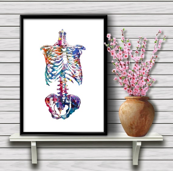 Human Skeleton Torso Human Upper Body Bones Biology Science Etsy