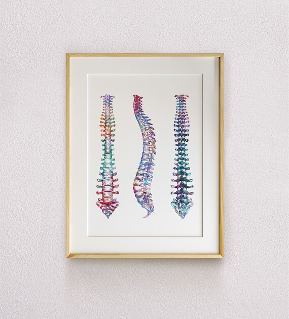 Spine Anatomy Print Anterior Lateral and Posterior Views Etsy Canada