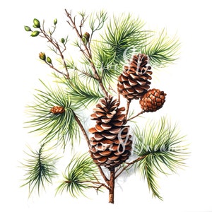 Bundle de cliparts sur des branches de pin - 10 fichiers JPG aquarelles de haute qualité - créations, création d'un journal, fourniture de scrapbooking, téléchargement numérique