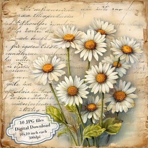 Paquete de imágenes prediseñadas de margaritas en una carta manuscrita vintage: 10 archivos JPG de acuarela de alta calidad. Material para diario, álbumes de recortes y descarga digital.