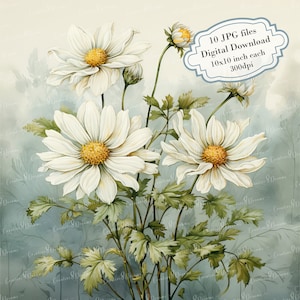 Pacchetto di clipart di margherite shabby chic su carta invecchiata - 10 immagini JPG ad acquerello di alta qualità - Forniture per journaling, scrapbooking, download digitale