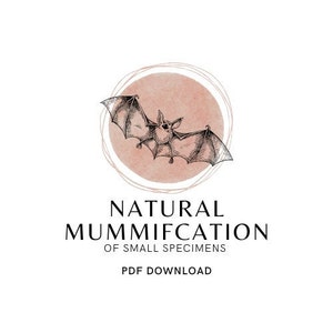 Peut inclure: Illustration en noir et blanc d'une chauve-souris avec des ailes déployées, sur un cercle rose. Le texte indique : "NATURAL MUMMIFICATION OF SMALL SPECIMENS PDF DOWNLOAD."