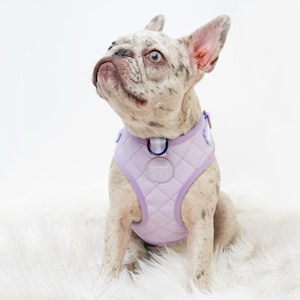 Frenchiestore Neck Adjustable Vegan Leather Health Harness | Lavender/ Lilac Varsity